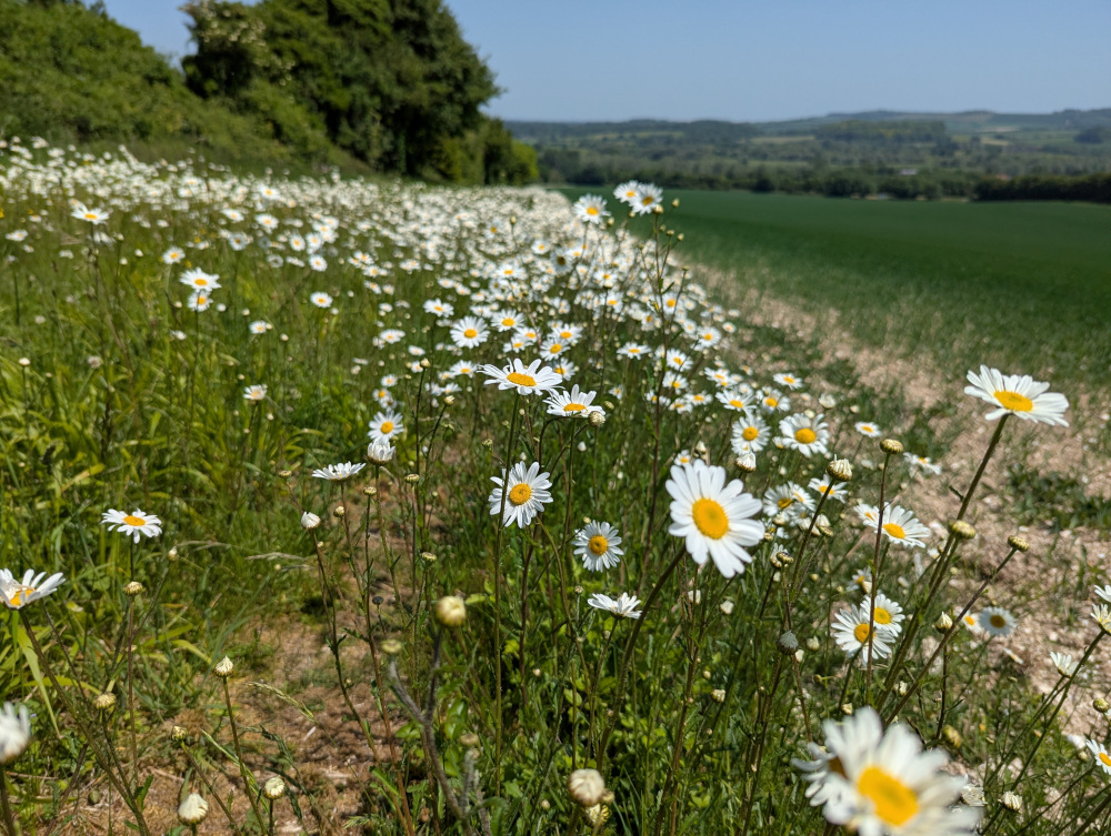 Oxeye daisies on the path to Clearbury Down