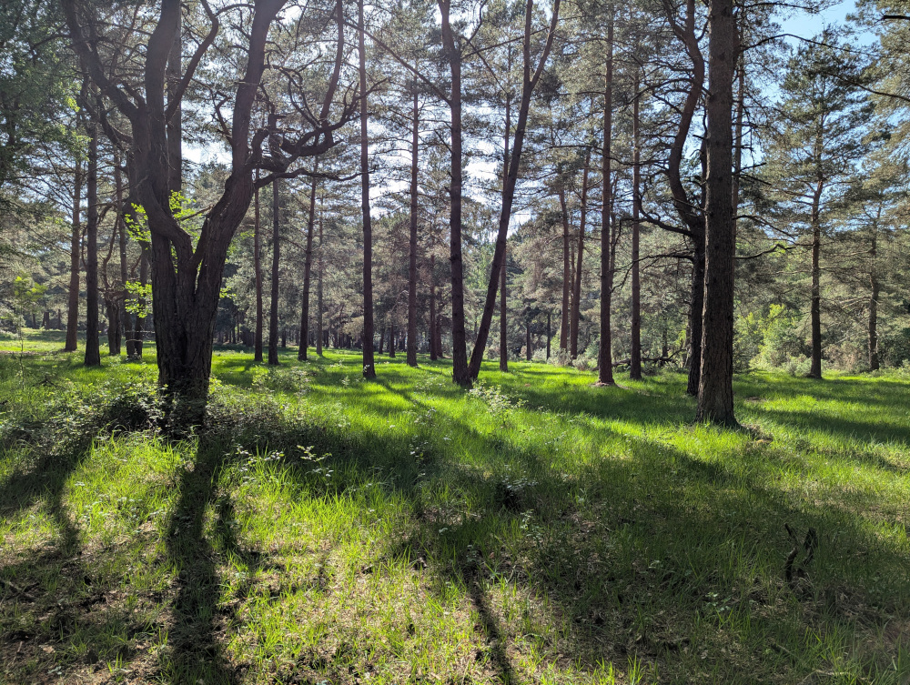 Clear area among the trees at Copythorne Common