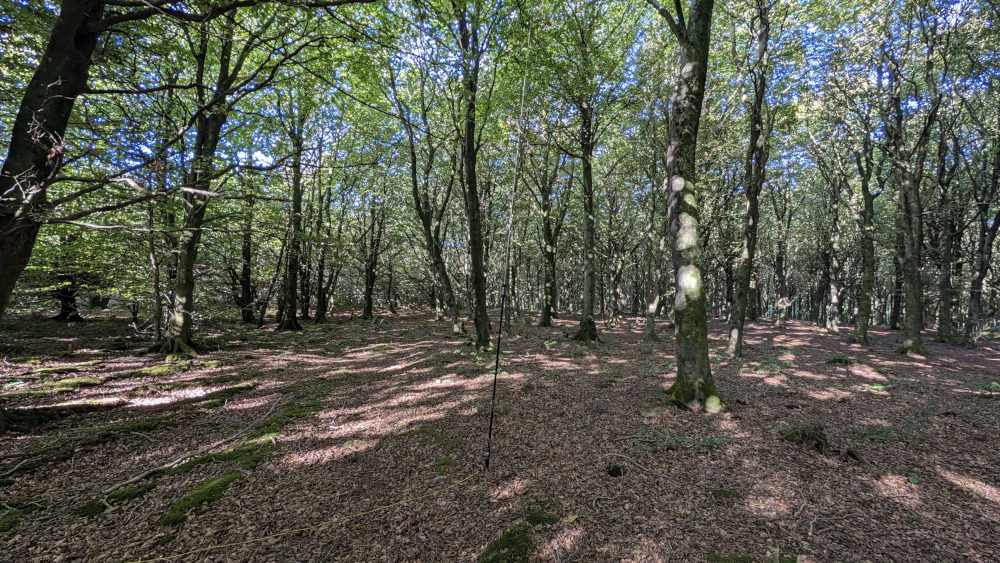 JPC-12 vertical in the woods