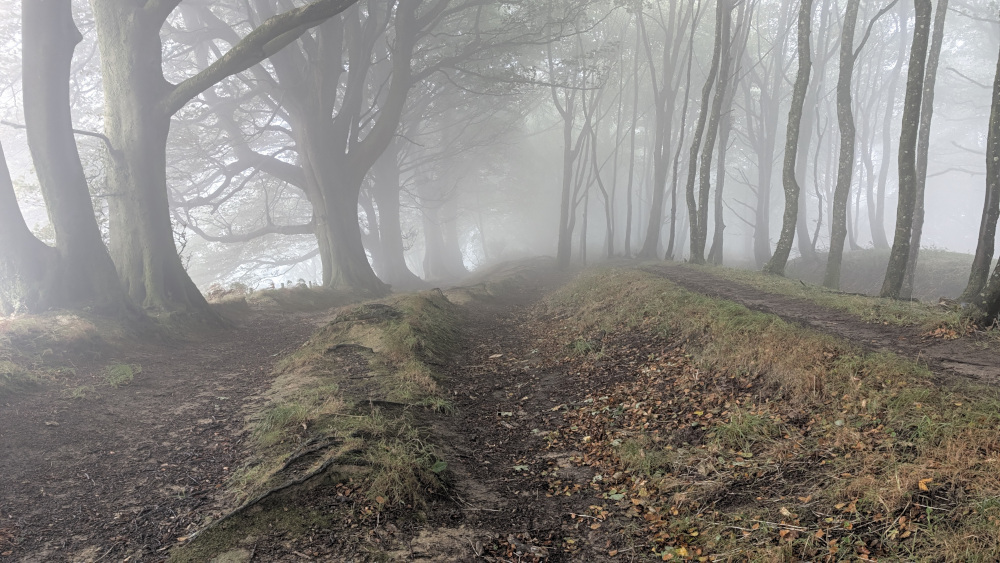 Trees in the mist
