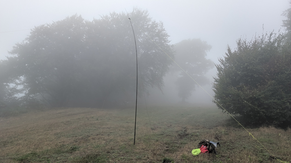 Trees in the mist