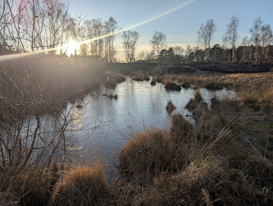 Sunlight through the trees around a frozen pond